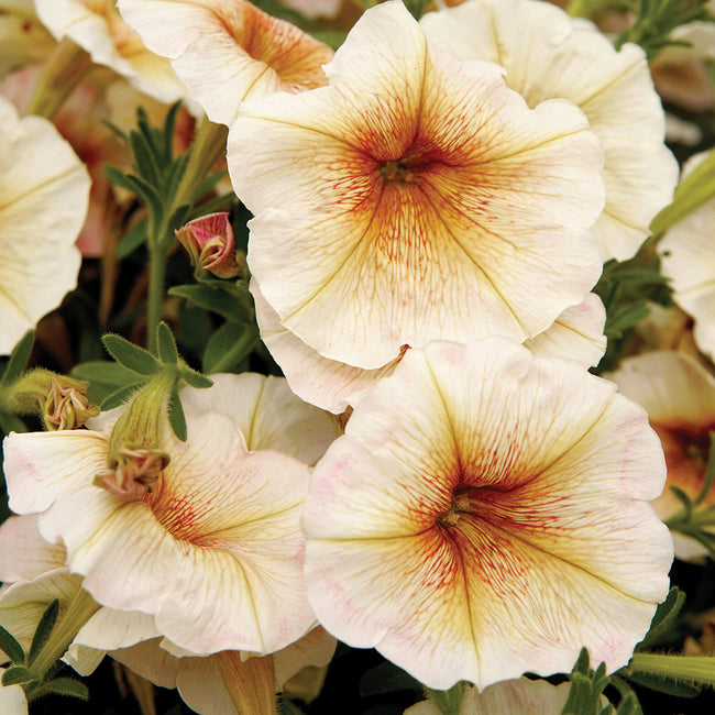 Close-up of Ingrid petunia blooms showing creamy yellow petals with golden-brown veins and pink edges on a blurred background