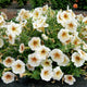 Close-up of Ingrid petunia showcasing creamy yellow blooms with golden-brown veins and green foliage