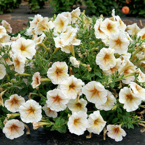 Close-up of Ingrid petunia showcasing creamy yellow blooms with golden-brown veins and green foliage