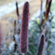 PURPLE MAJESTY-MILLET