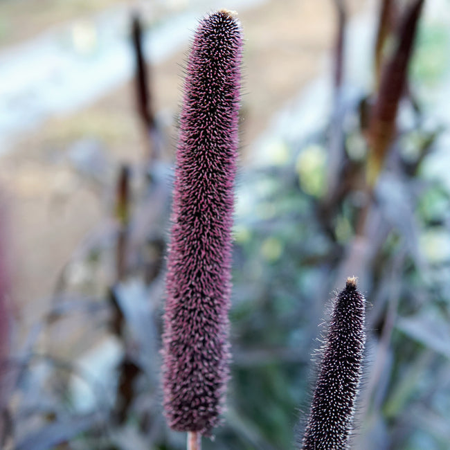 PURPLE MAJESTY-MILLET
