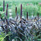 Close-up of Purple Majesty millet showing tall purple flower heads and dark purple-black foliage in a garden setting