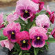 Close-up of Matrix Rose Blotch pansy showing large mauve and deep purple bicolor blooms with yellow centers against a garden bed background