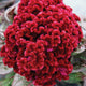 Close-up of Dracula celosia flowers showing deep velvet cockscomb blooms and dark red foliage