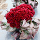 Close-up of Dracula celosia cockscomb showcasing deep velvet red crested blooms and dark burgundy foliage on white background