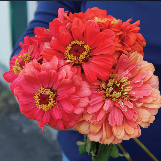 Close-up of Coral Beauty zinnia blooms showcasing soft coral double flowers against a blurred blue background
