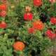 CORAL BEAUTY-ZINNIA