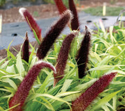 Front view of Jade Princess millet plant showing chartreuse foliage and brown pollenless seed panicles in garden setting