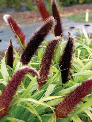Front view of Jade Princess millet plant showing chartreuse foliage and brown pollenless seed panicles in garden setting