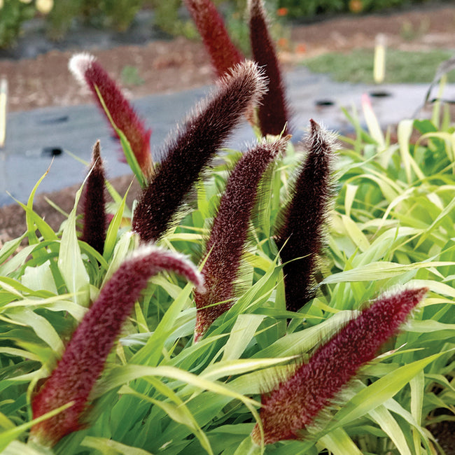 Front view of Jade Princess millet plant showing chartreuse foliage and brown pollenless seed panicles in garden setting