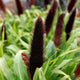 Close-up of Jade Princess millet showing rich brown pollenless seed panicles rising above chartreuse foliage