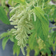 Close-up of Green Tails amaranth showing cascading green tassel flowers against blurred foliage background