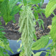Close-up of Green Tails amaranth plant showing long cascading green flower tails with blurred garden background