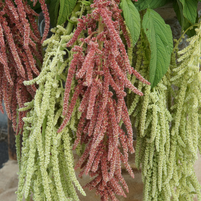 Close-up of Green Tails amaranth showing cascading lime-green tassel-like flower clusters against blurred foliage background