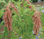 Front view of Coral Fountains amaranth plant showing trailing coral-pink tassel blossoms and green foliage