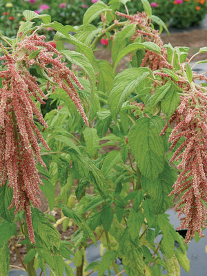 Front view of Coral Fountains amaranth plant showing trailing coral-pink tassel blossoms and green foliage