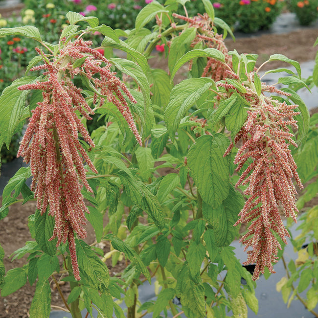 Front view of Coral Fountains amaranth plant showing trailing coral-pink tassel blossoms and green foliage