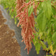 Close-up of Coral Fountains amaranth showing cascading coral-pink tassel flowers and green foliage