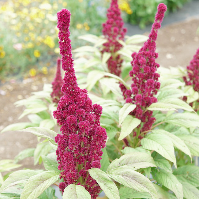 ELEPHANT HEAD-AMARANTH