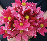 Close-up of Antiquity cosmos bouquet showing mixed vintage pink and deep wine-red single blooms with yellow centers held against a dark background