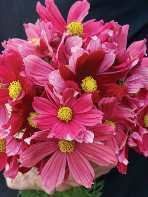 Close-up of Antiquity cosmos bouquet showing mixed vintage pink and deep wine-red single blooms with yellow centers held against a dark background