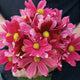 Close-up of Antiquity cosmos bouquet showing mixed vintage pink and deep wine-red single blooms with yellow centers held against a dark background