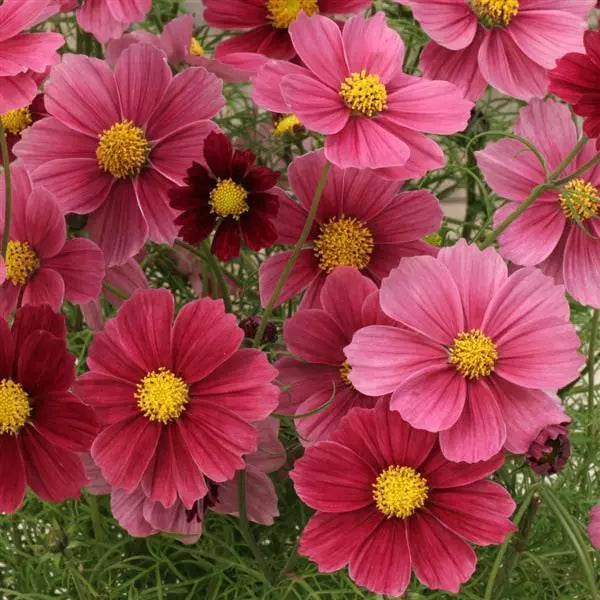 Close-up of Antiquity cosmos flowers showing mixed vintage mauve and dusty wine blooms with feathery green foliage background