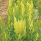 SYLPHID-CELOSIA