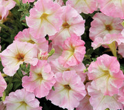 Close up of Alenka petunia showing large ruffled pink flowers with pale yellow centers and green foliage