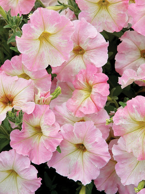 Close up of Alenka petunia showing large ruffled pink flowers with pale yellow centers and green foliage