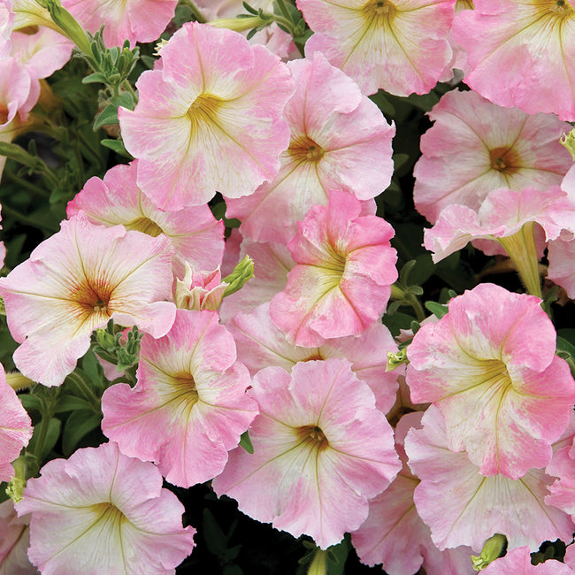 Close up of Alenka petunia showing large ruffled pink flowers with pale yellow centers and green foliage