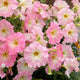 Close-up of Alenka petunia blooms showcasing large pink edged flowers with ivory centers and green foliage