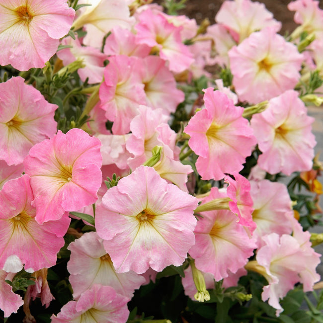 Close-up of Alenka petunia blooms showcasing large pink edged flowers with ivory centers and green foliage