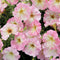 Close up of Alenka petunia showing large ruffled pink flowers with pale yellow centers and green foliage