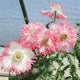 Close-up of Amorpha poppy flowers showcasing large ivory blooms with shredded pink edges against green foliage