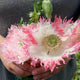 Close-up of Amorpha poppy flower showcasing ivory petals with shredded pink edges and central green seed capsule on blurred foliage background