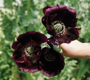 Close-up of After Midnight poppy bloom showcasing deep burgundy black silky petals held against green foliage background
