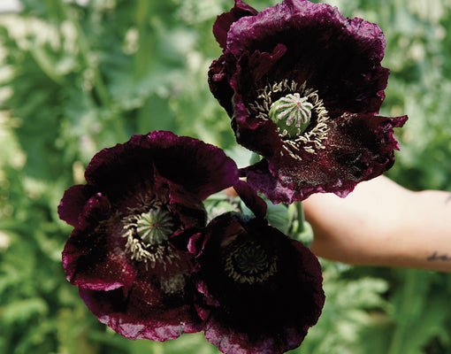 Close-up of After Midnight poppy bloom showcasing deep burgundy black silky petals held against green foliage background