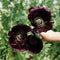 Close-up of After Midnight poppy bloom showcasing deep burgundy black silky petals held against green foliage background