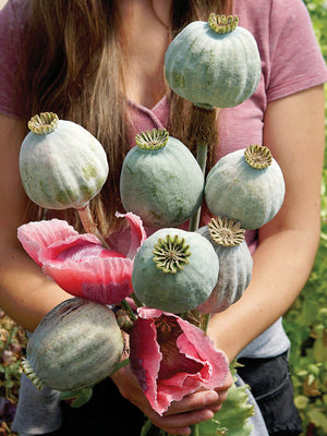 Close-up of Qis Bowling Ball poppy seed head showcasing a large rounded green seed pod and pale pink petals being held by a woman