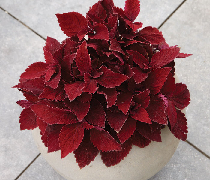 Top view of Premium Sun Sweet Paprika coleus showcasing intense solid red, textured leaves in a white pot