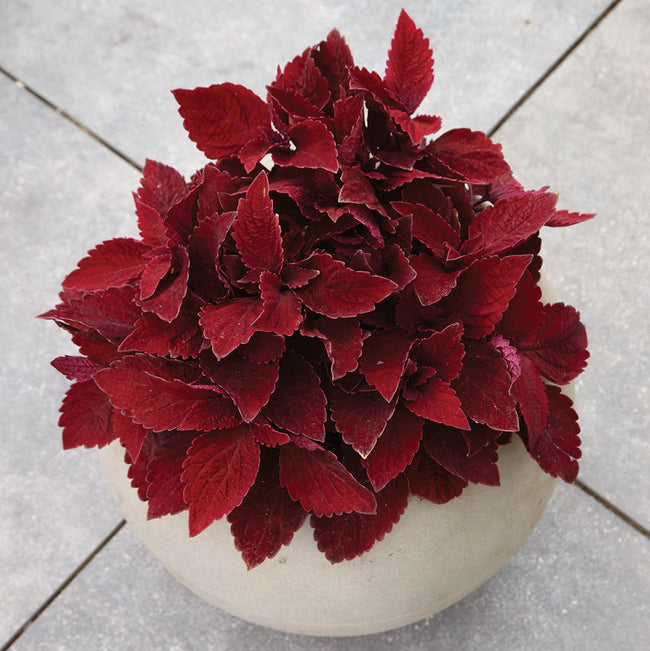 Top view of Premium Sun Sweet Paprika coleus showcasing intense solid red, textured leaves in a white pot