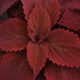 Close-up of Premium Sun Sweet Paprika coleus showing intense solid red, deeply textured leaves filling the frame