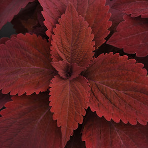 Close-up of Premium Sun Sweet Paprika coleus showing intense solid red, deeply textured leaves filling the frame