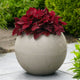 Top view of Premium Sun Sweet Paprika coleus showcasing dense deep red foliage in a round concrete planter on patio