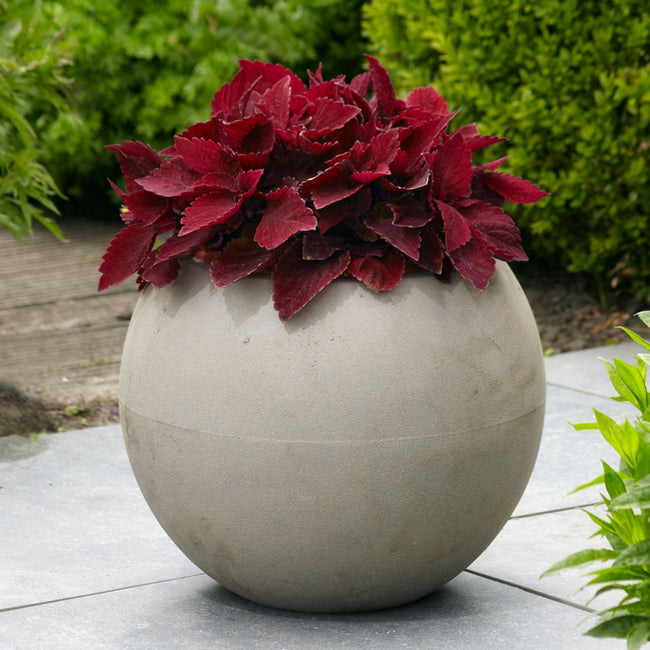 Top view of Premium Sun Sweet Paprika coleus showcasing dense deep red foliage in a round concrete planter on patio