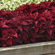 Close up of Premium Sun Sweet Paprika coleus showcasing intense solid red, deeply textured foliage