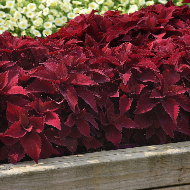 Close up of Premium Sun Sweet Paprika coleus showcasing intense solid red, deeply textured foliage