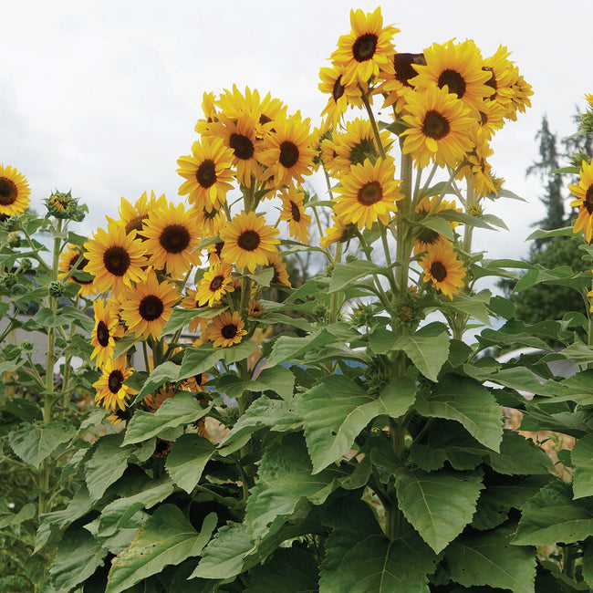 Front view of Concert Bell sunflower plant showing tall branching stems with clusters of bright golden blooms and green foliage