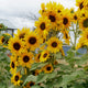 Front view of Concert Bell sunflower showing clusters of golden 4.5-inch blooms on tall branching stems in a garden setting